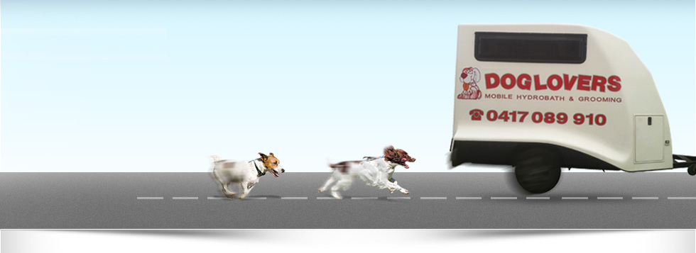 Adelaide Mobile Dog Grooming